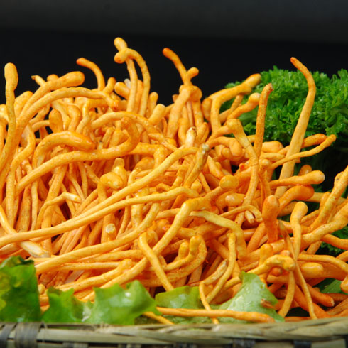 蟲(chóng)草花