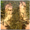 艾尚魚(yú)氧吧魚(yú)療館-魚(yú)療項(xiàng)目