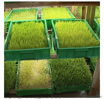 中農藍天有機芽苗菜產品-活體芽苗菜