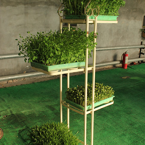 蔬心園芽苗菜產(chǎn)品-無(wú)土裁培芽苗菜