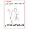 手太陽小腸經(jīng)