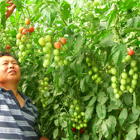 中農(nóng)共信有機(jī)瓜菜工廠(chǎng)-圣女果